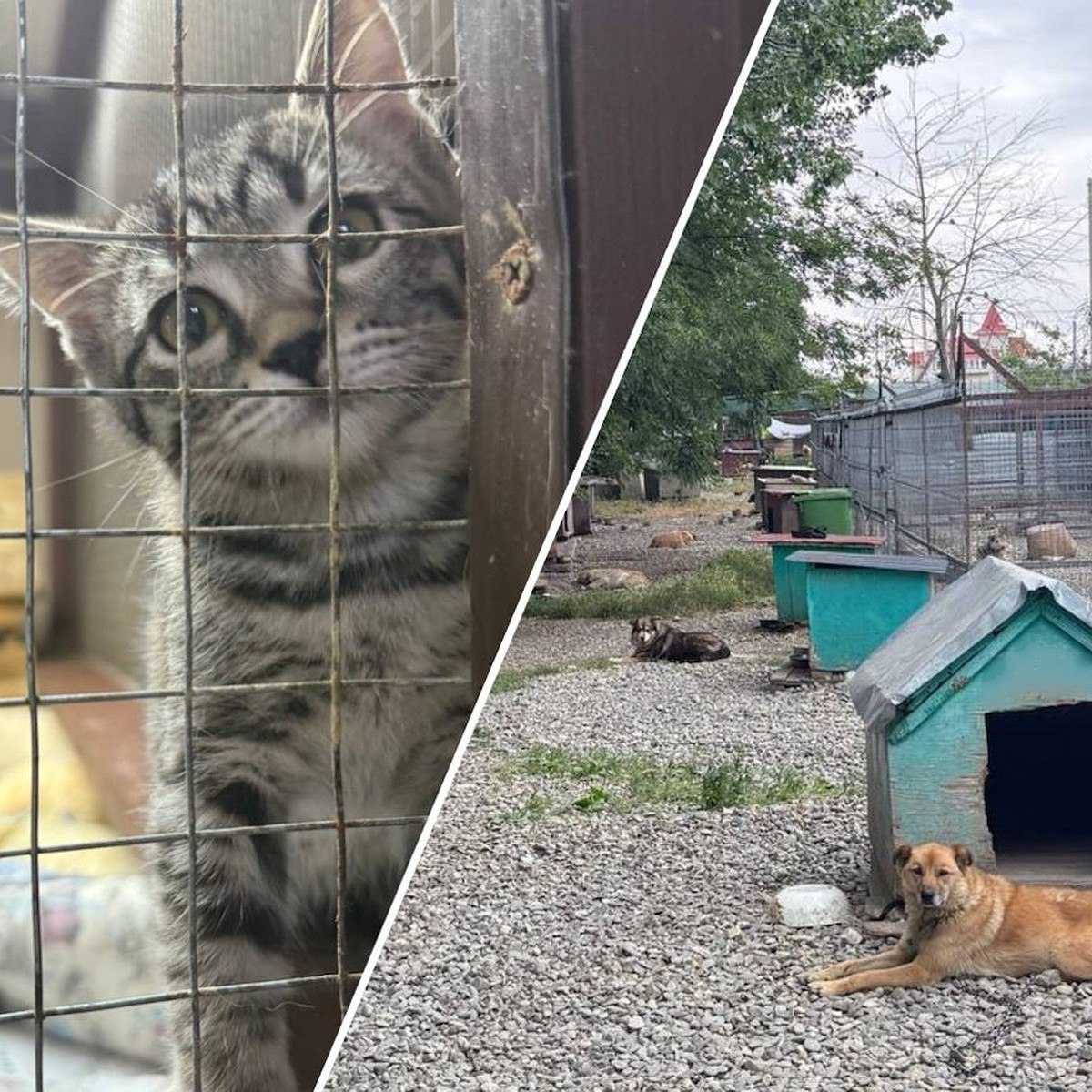 Stray dog in a shelter